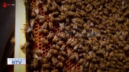 Včelí mor zasiahol aj oblasti nášho okresu